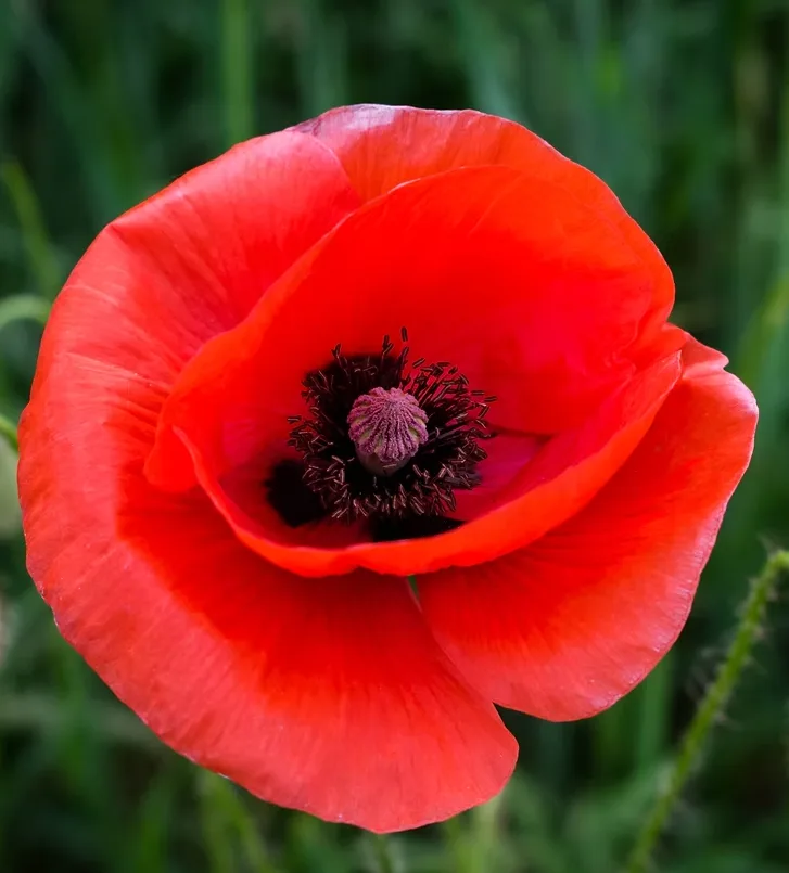 Remembrance Day